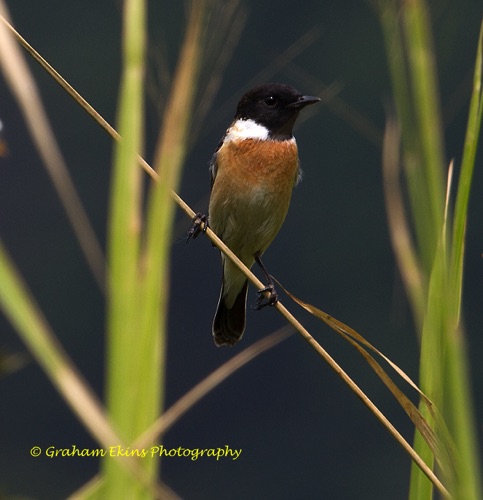 Siberian Stonechat
Mai Po wetlands